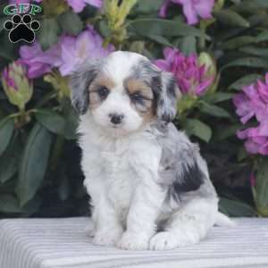 Pebbles, Cavapoo Puppy